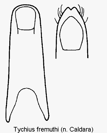 tychius_fremuthi.gif