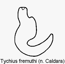 tychius_fremuthi_sperm.gif
