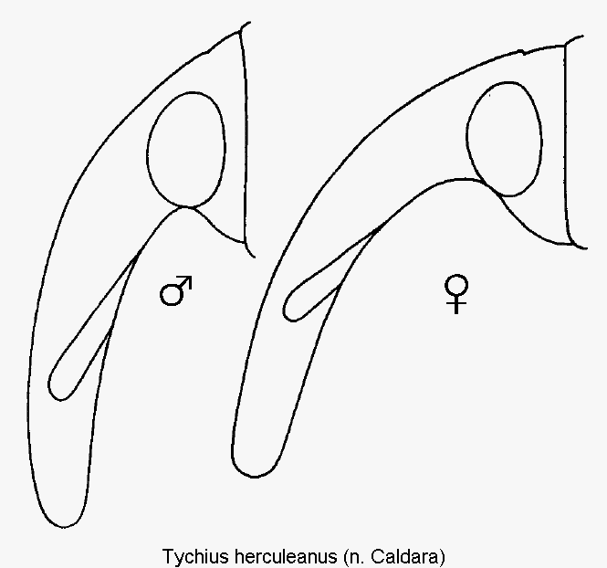 tychius_herculeanus_k.gif