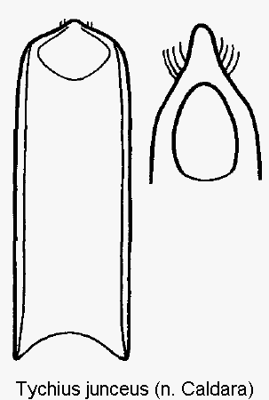 tychius_junceus1.gif