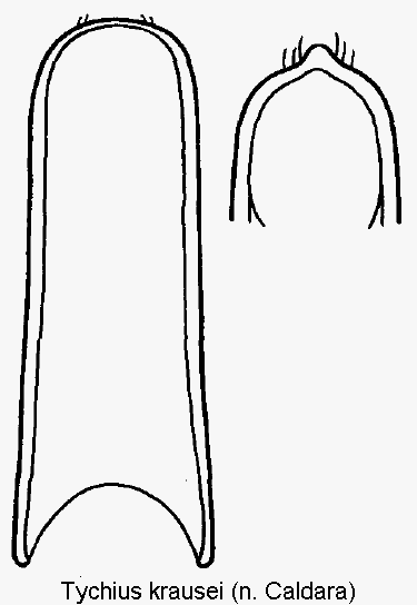 tychius_krausei.gif