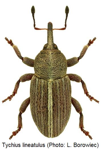 tychius_lineatulus_hab.jpg