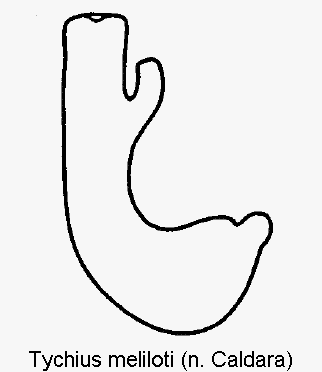 tychius_meliloti_sperm.gif