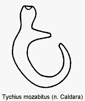 tychius_mozabitus_sperm.gif