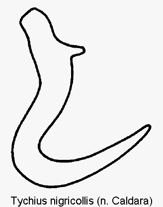 tychius_nigricollis_sperm.gif