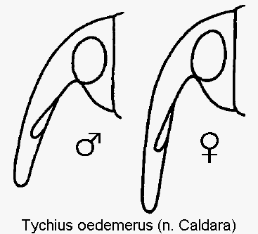 tychius_oedemerus_k.gif