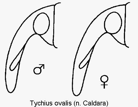 tychius_ovalis_k.gif
