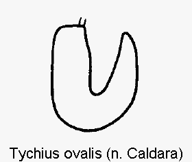 tychius_ovalis_sperm.gif