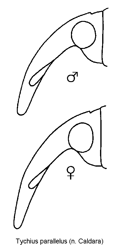 tychius_parallelus_k.gif