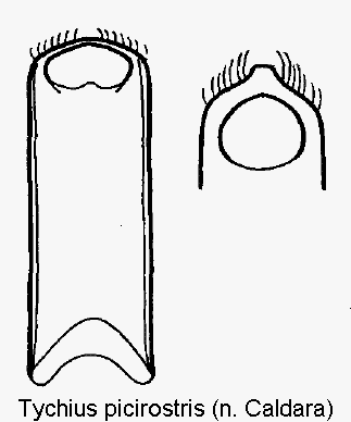 tychius_picirostris.gif