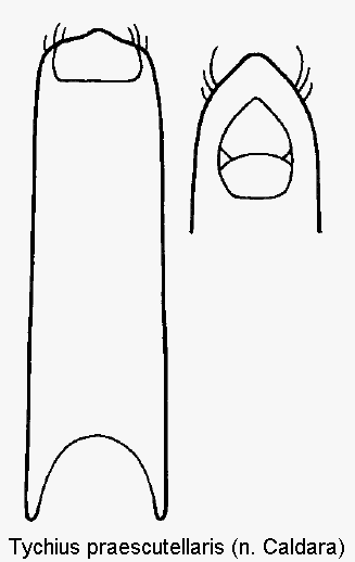 tychius_praescutellaris.gif