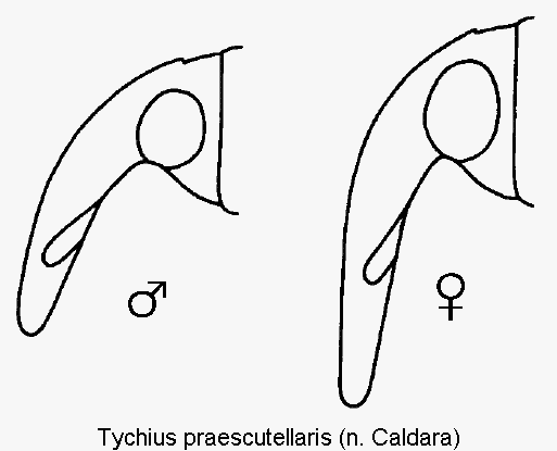 tychius_praescutellaris_k.gif