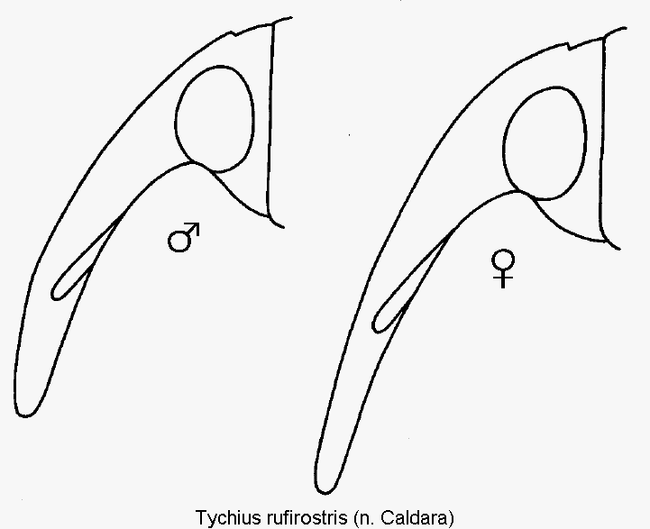 tychius_rufirostris_k.gif