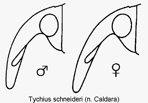 tychius_schneideri_k.gif
