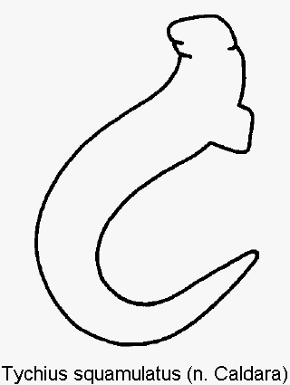 tychius_squamulatus_sperm.gif