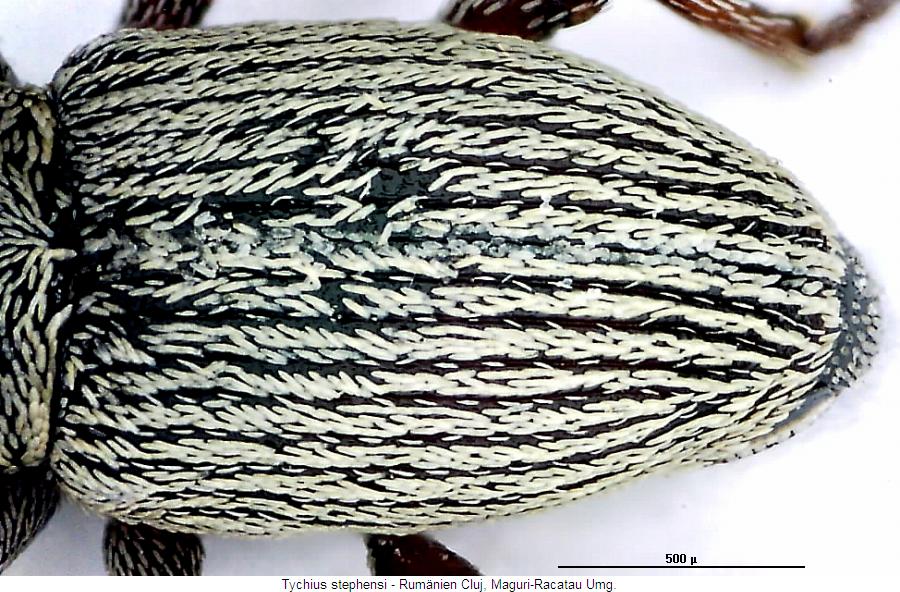 tychius_stephensi_fld.jpg