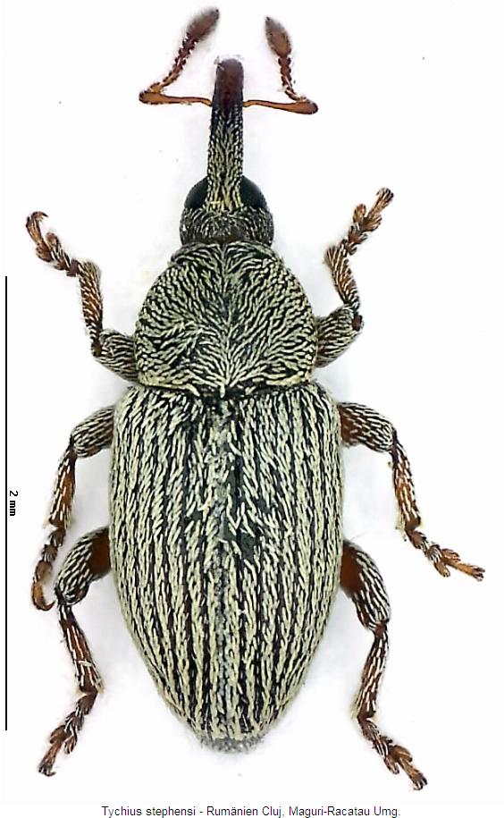 tychius_stephensi_hab.jpg