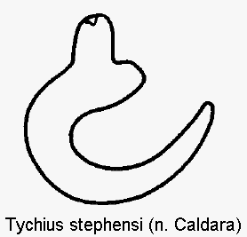 tychius_stephensi_sperm.gif