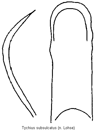 tychius_subsulcatus.gif