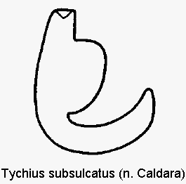 tychius_subsulcatus_sperm.gif