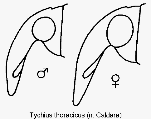 tychius_thoracicus_k.gif