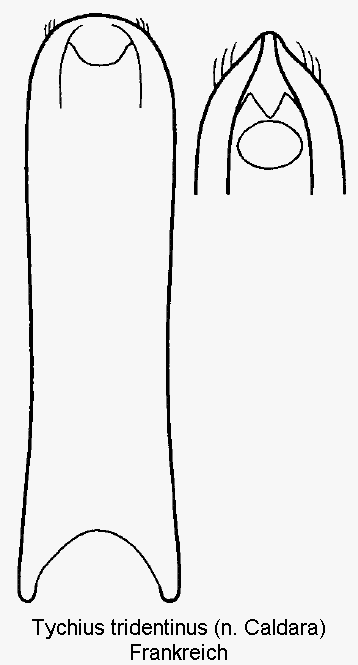 tychius_tridentinus1.gif