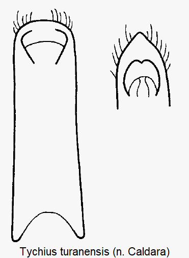 tychius_turanensis.gif