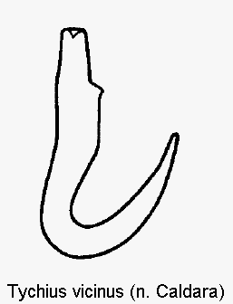 tychius_vicinus_sperm.gif