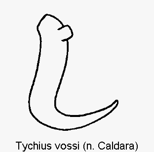 tychius_vossi_sperm.gif