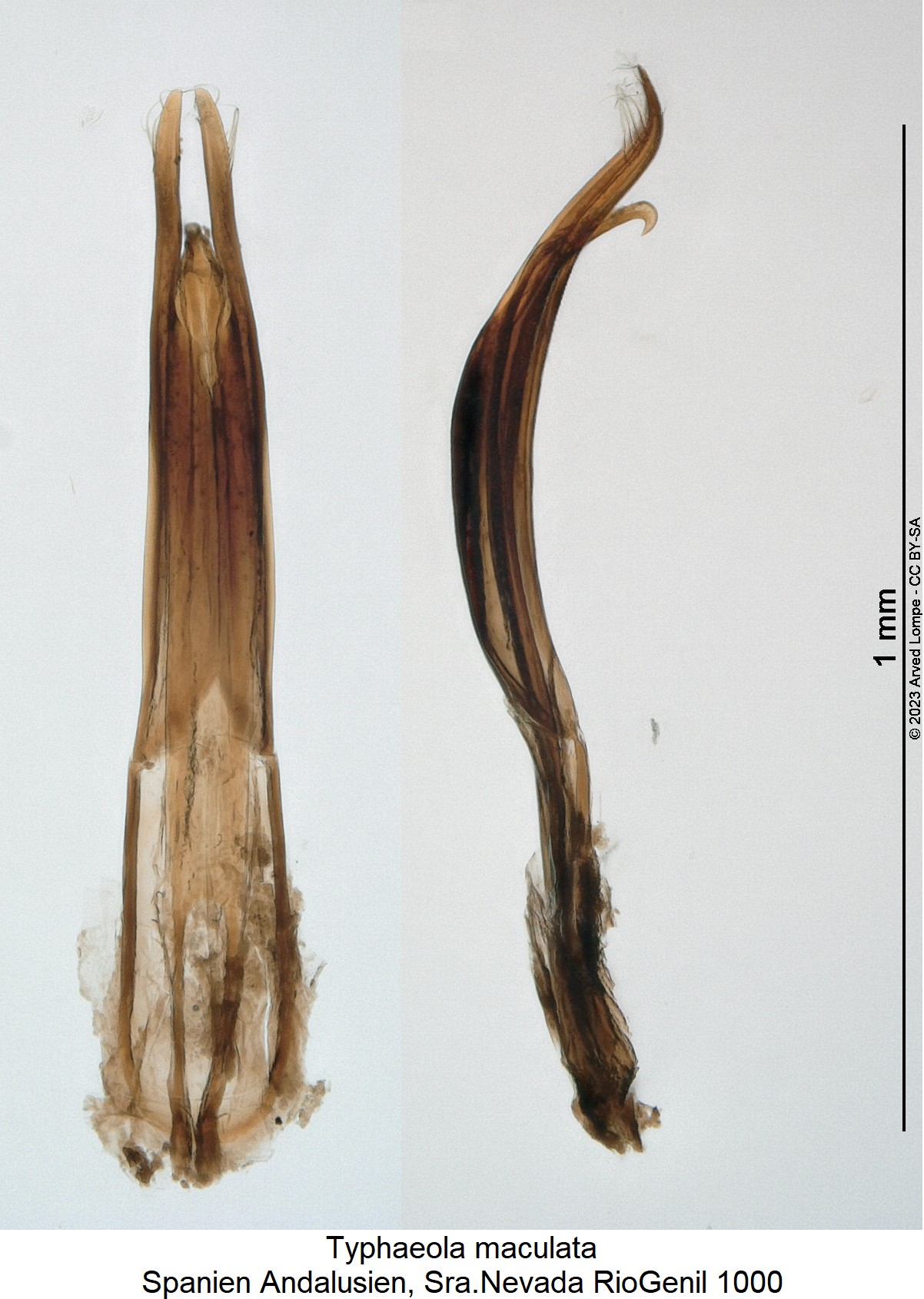 typhaeola_maculata.jpg