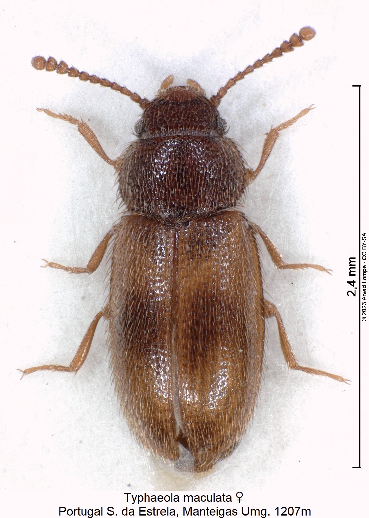 typhaeola_maculata_w_hab.jpg