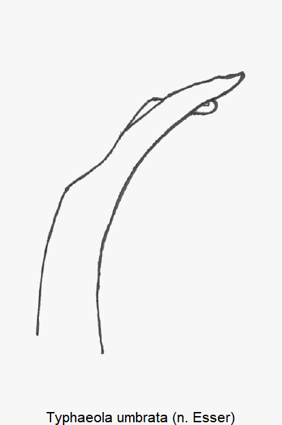 typhaeola_umbrata.gif