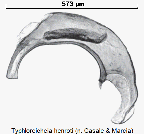 typhloreicheia_henroti.gif
