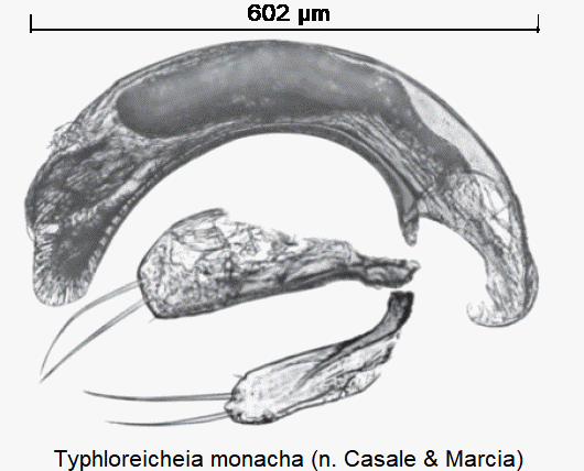 typhloreicheia_monacha.gif
