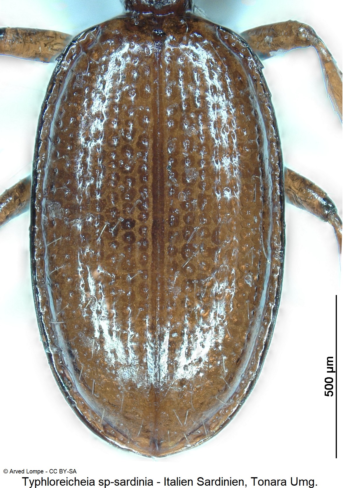 typhloreicheia_sardoa_nr1_ck36182573_fld.jpg