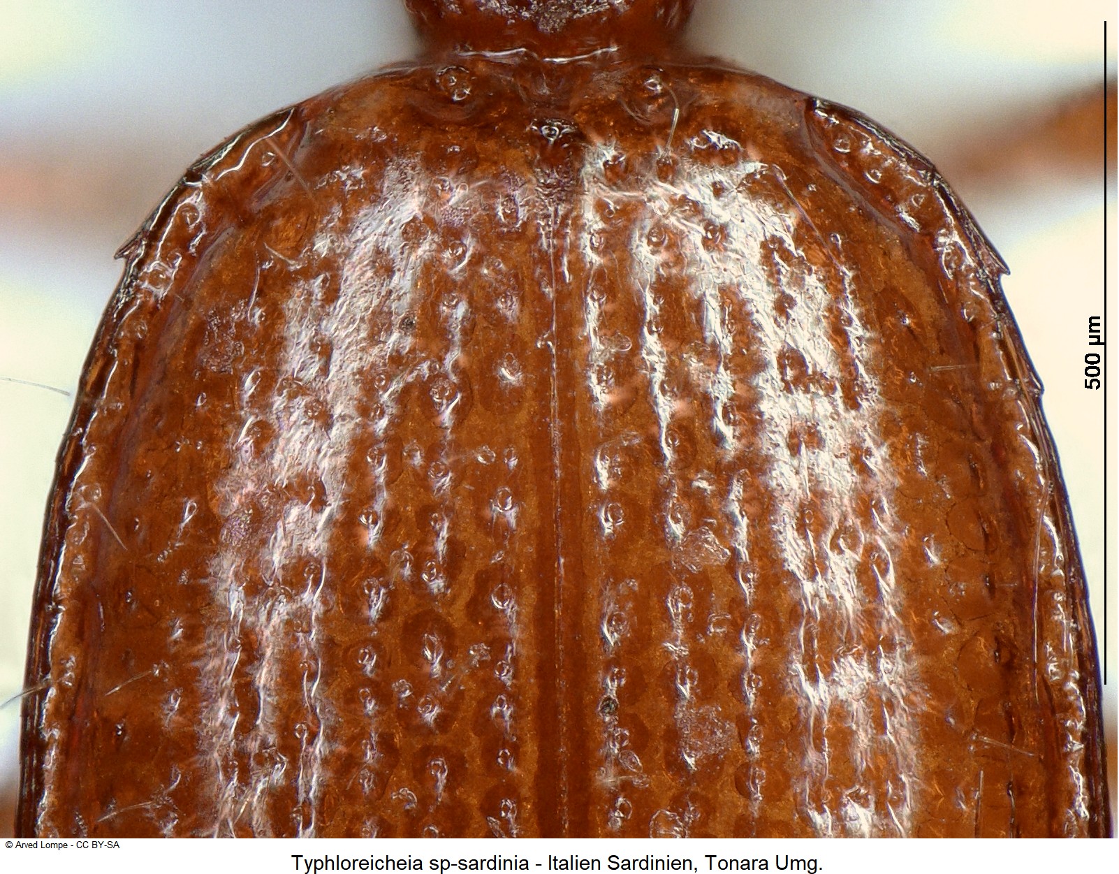 typhloreicheia_sardoa_nr1_ck36182573_hum.jpg