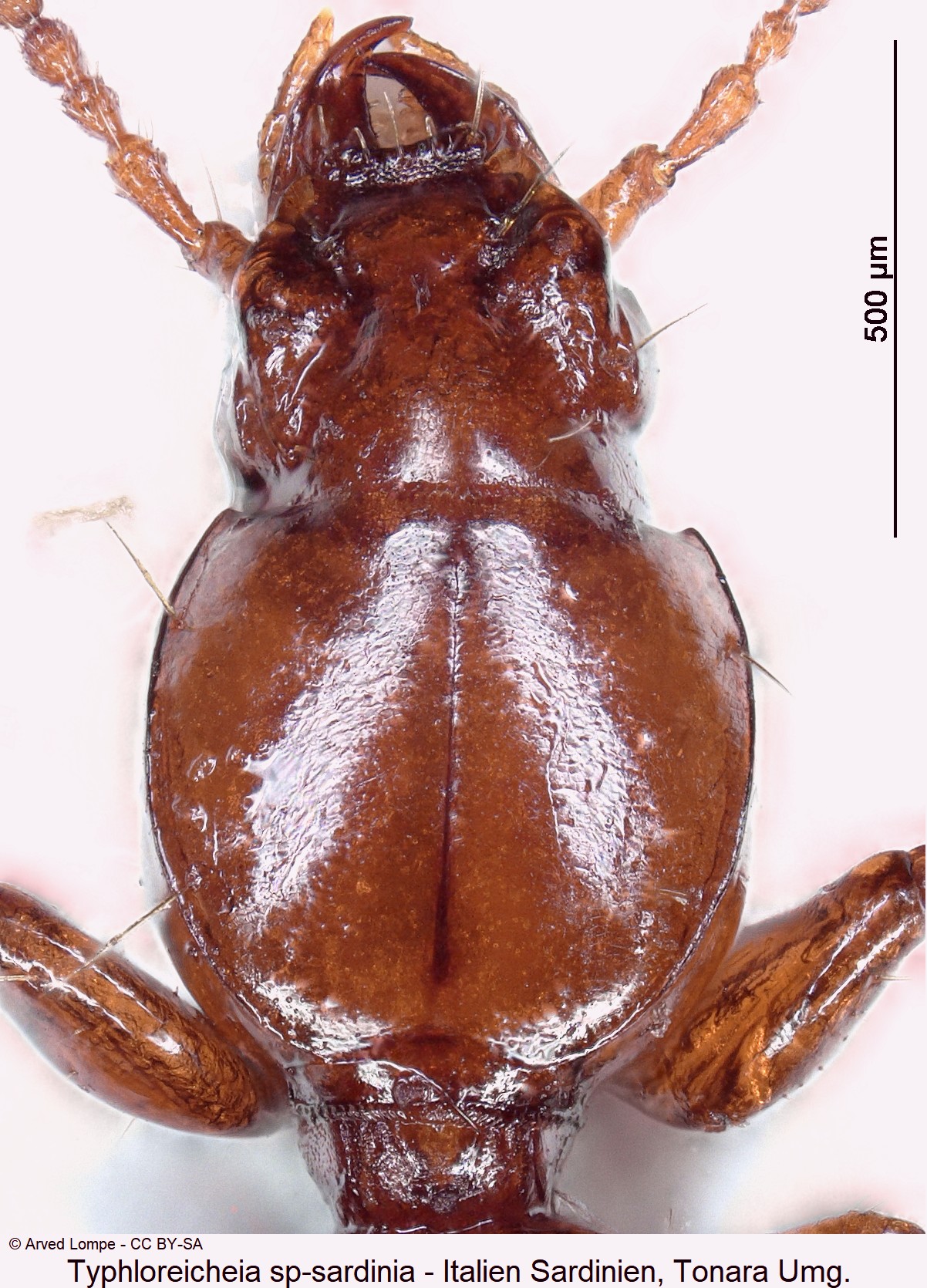 typhloreicheia_sardoa_nr1_ck36182573_vk.jpg