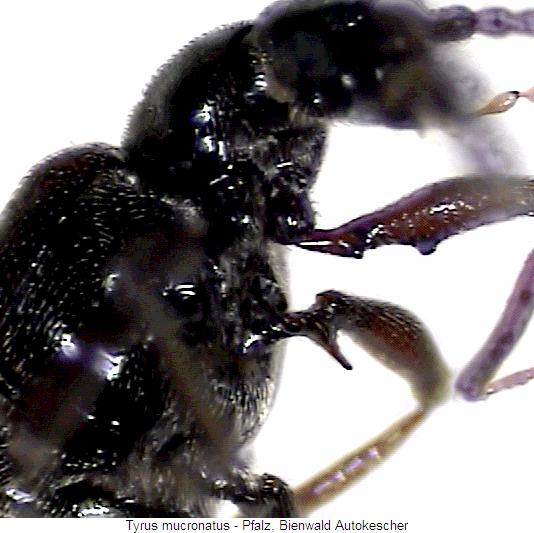 tyrus_mucronatus_us.jpg