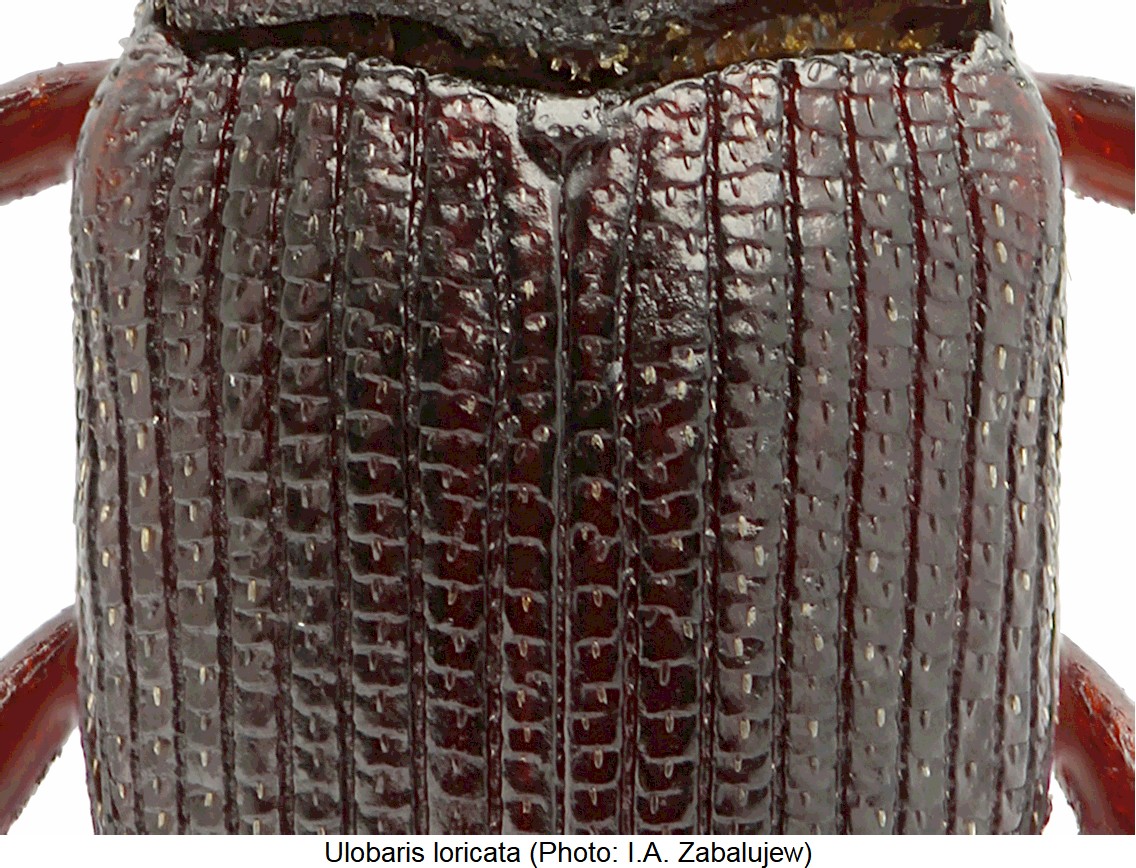 ulobaris_loricata_fld.jpg