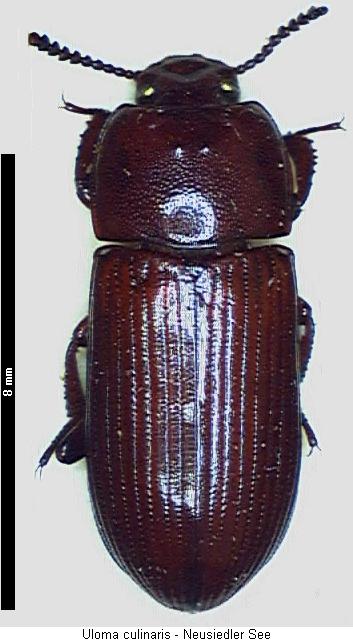 uloma_culinaris_hab.jpg