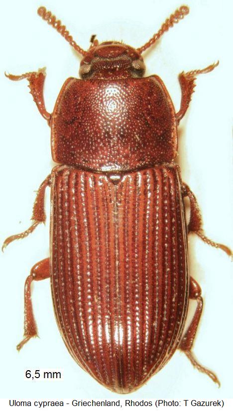 uloma_cypraea_hab.jpg
