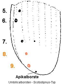 umbilicalborsten_scotodipnus_typ.gif