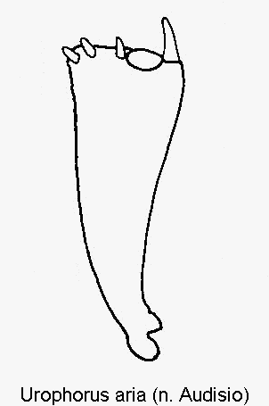 urophorus_aria_vschn.gif