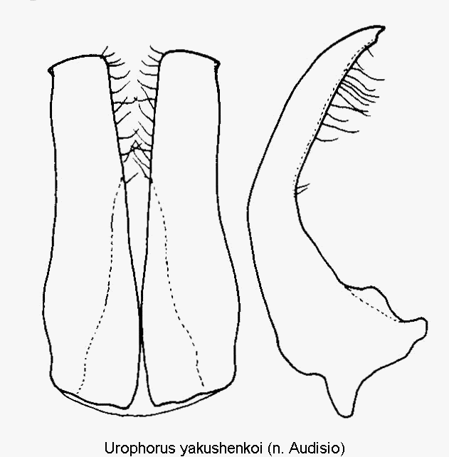 urophorus_yakushenkoi.gif