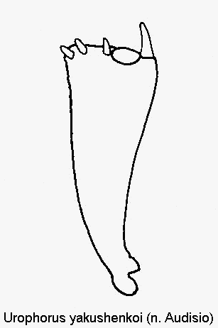 urophorus_yakushenkoi_vschn.gif