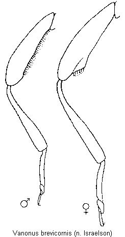vanonus_brevicornis_hb.gif