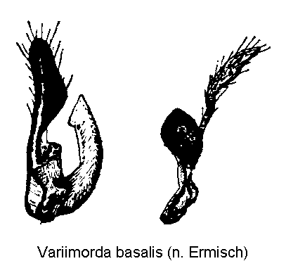 variimorda_basalis_pm.gif