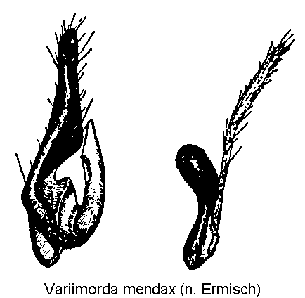variimorda_mendax_pm.gif