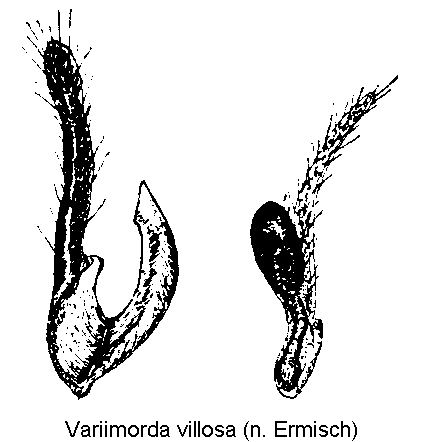 variimorda_villosa_pm.gif