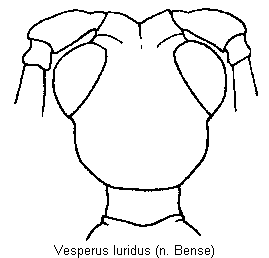 vesperus_luridus_k.gif